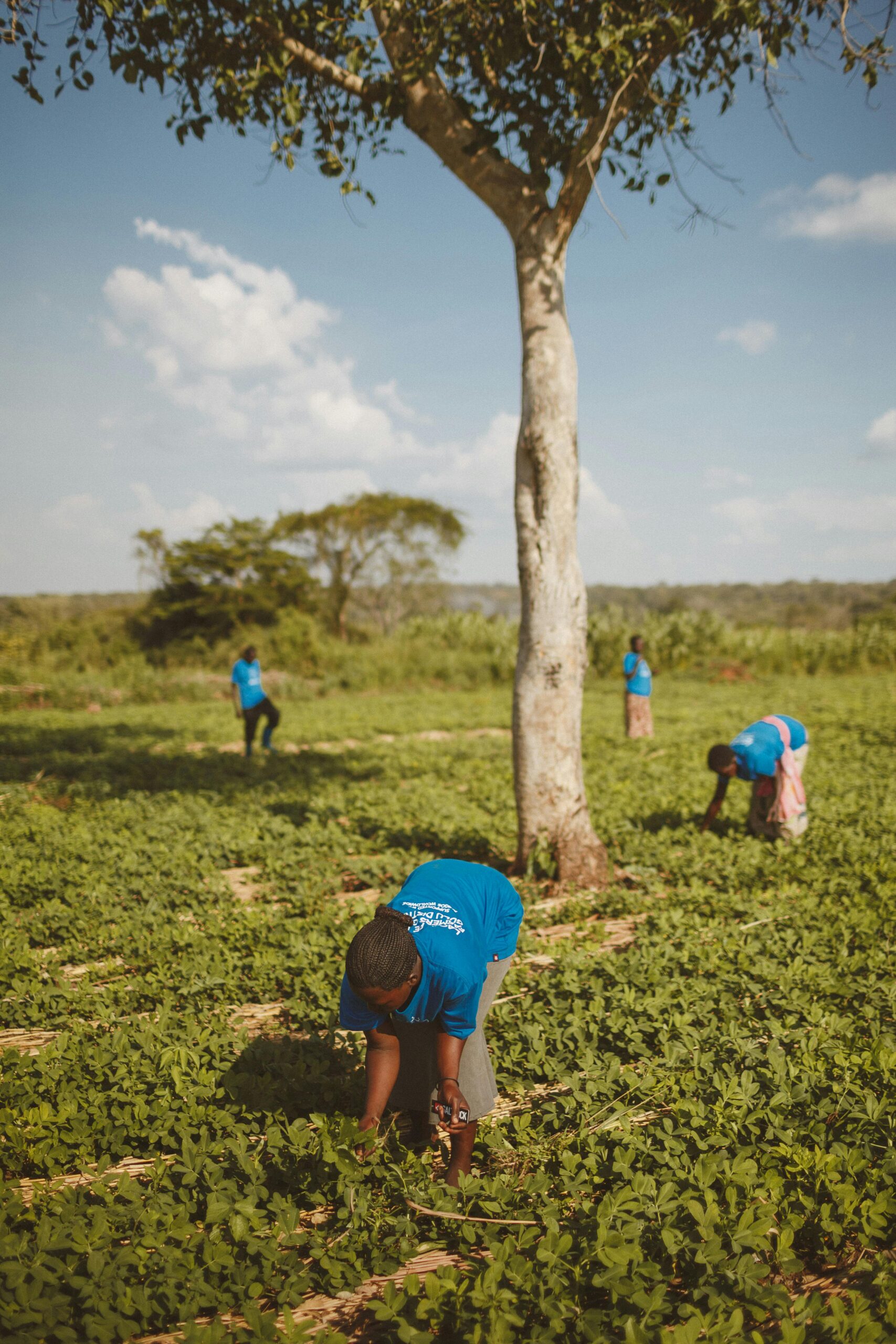 pexels-photo-28101456-28101456 Farmers tending crops under a tree in Kitgum, Uganda, showcasing rural agriculture in action.
